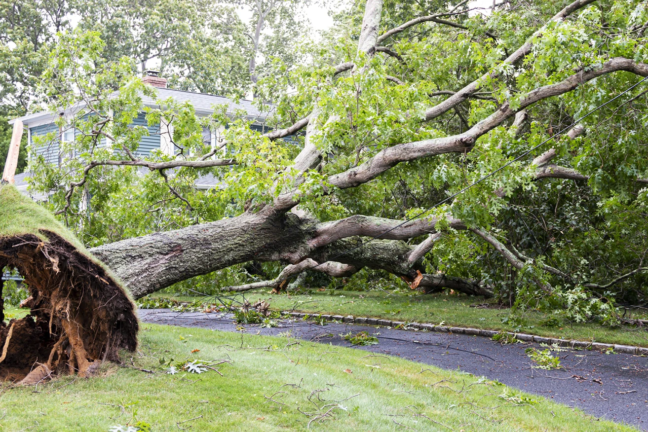 Fallen Tree.